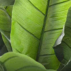 3S. x Home Bananier vert Best