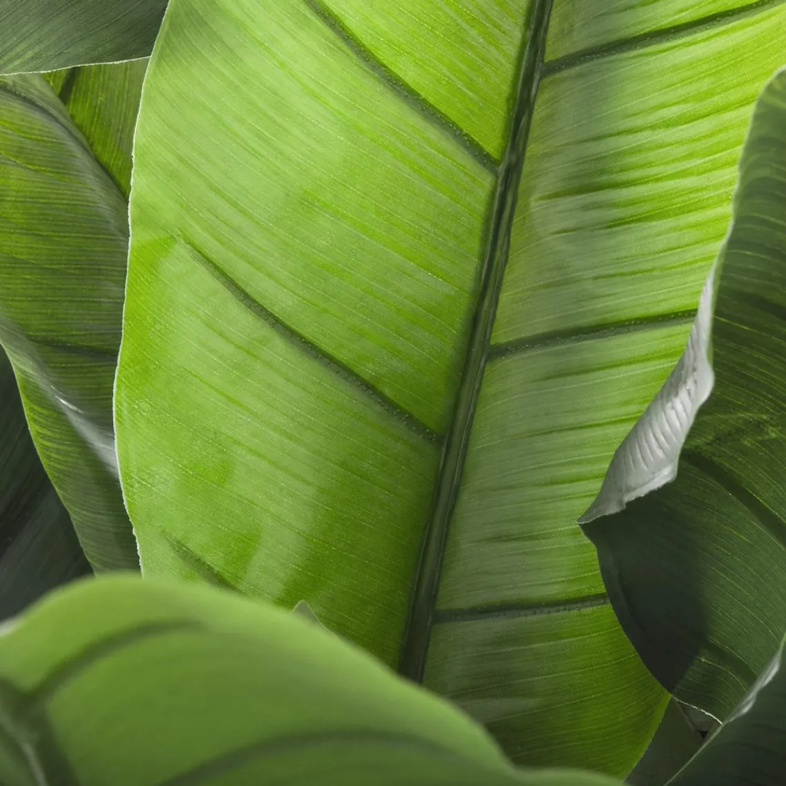 3S. x Home Bananier vert Best