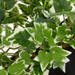 3S. x Home Plante artificielle suspendue Curt Pot métal noir New